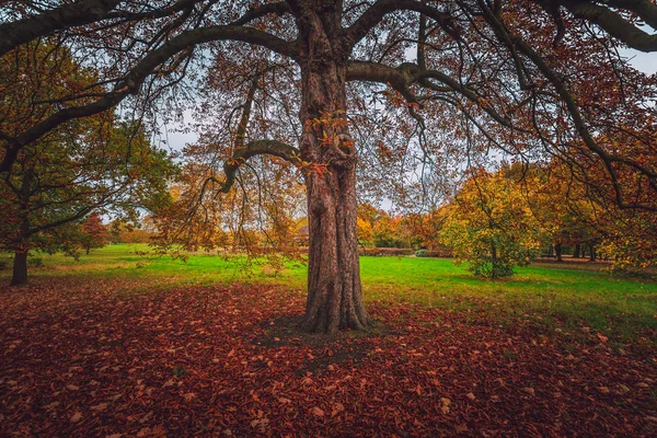昼間時に秋の公園 — ストック写真