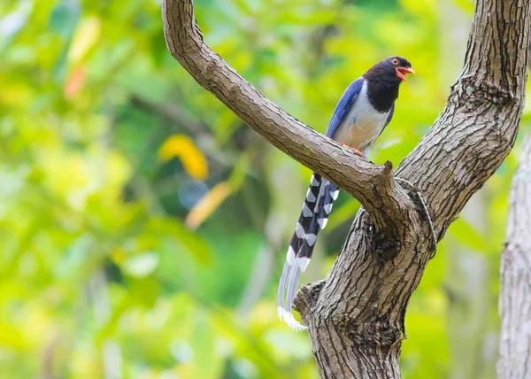 Bird Nature Daytime — Stock Photo, Image