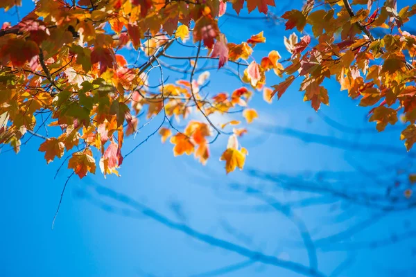 Albero Fiore Durante Giorno Contro Cielo Blu — Foto Stock