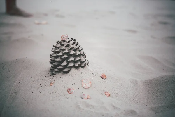 Cone Lying Sandy Beach Daytime — Stock Photo, Image