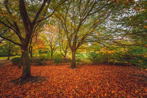 Park Herbst Tagsüber — Stockfoto