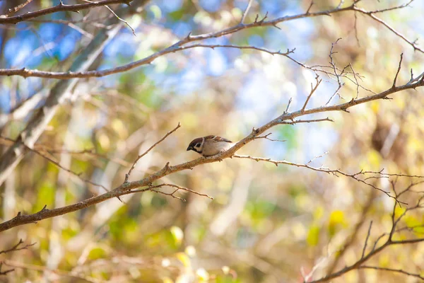 白天自然界中的鸟类 — 图库照片