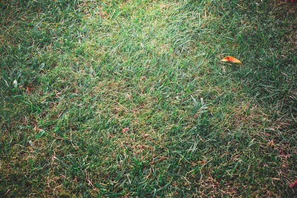 青い空に緑の葉 — ストック写真