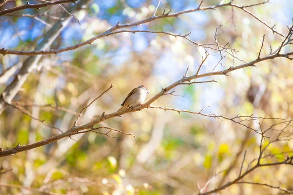 Oiseaux Dans Nature Pendant Journée — Photo