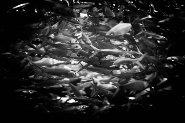 Peces Nadando Bajo Agua — Foto de Stock