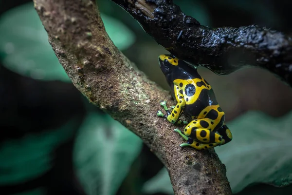 Yellow Banded Poison Dart Frog — Stock Photo, Image