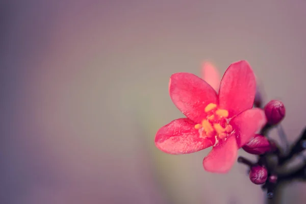 Kukat Luonnossa Päivällä — kuvapankkivalokuva