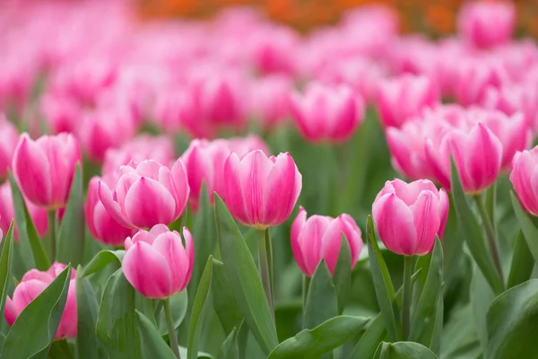 Smukke Tulipan Blomster Sløret Baggrund - Stock-foto