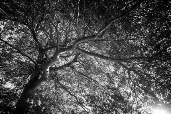 Árvores Durante Dia Imagem Preto Branco — Fotografia de Stock