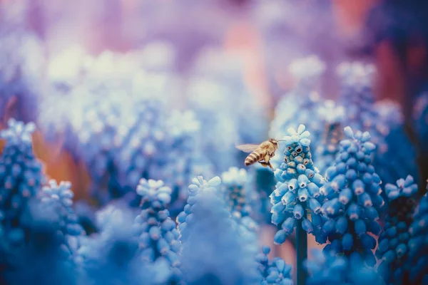 Flores Naturaleza Durante Día —  Fotos de Stock