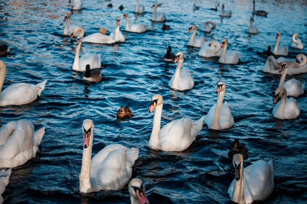 Svanar Flock Sjön Dagtid — Stockfoto