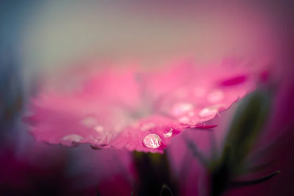 Fleurs Dans Nature Pendant Journée — Photo