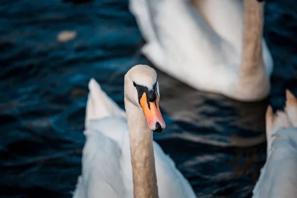 Swans Flock Lake Daytime — Stock Photo, Image