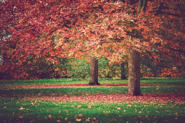 Őszi Időben Napközben Park — Stock Fotó