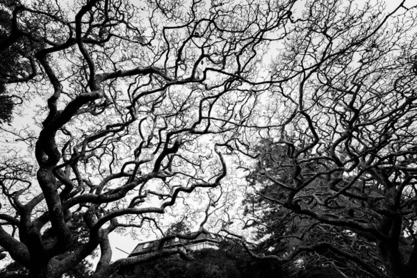 Bomen Tijdens Overdag Zwart Wit Beeld — Stockfoto