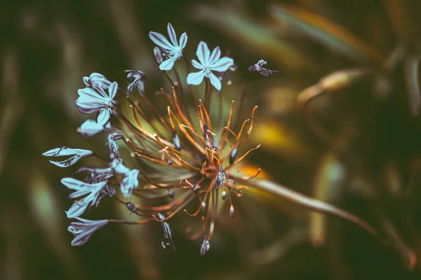 Flores Naturaleza Durante Día —  Fotos de Stock