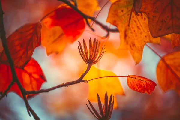 Park Autumn Tijd Overdag — Stockfoto