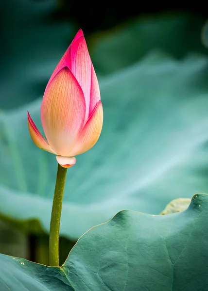 ピンクの水ユリの花 — ストック写真