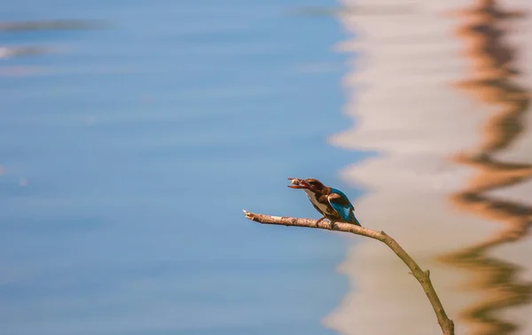 Fågel Naturen Dagtid — Stockfoto