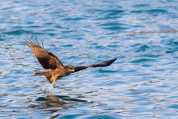 Vögel Der Natur Tagsüber — Stockfoto