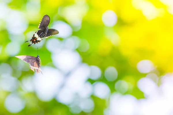 Beautiful Butterfly Outdoors Daytime — Stock Photo, Image