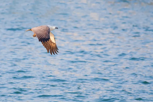 Aves Naturaleza Durante Día —  Fotos de Stock