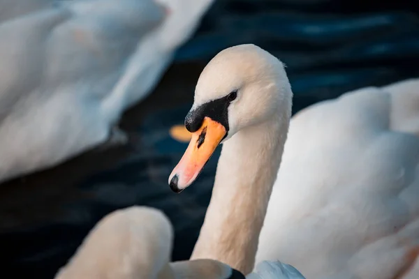 Svanar Flock Sjön Dagtid — Stockfoto