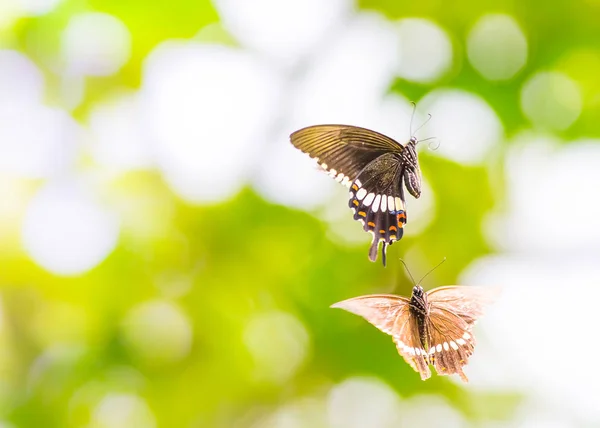 Beautiful Butterfly Outdoors Daytime — Stock Photo, Image