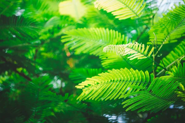 Hojas Verdes Contra Cielo Azul — Foto de Stock