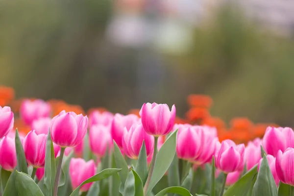 Beautiful Tulip Flowers Blurred Background — Stock Photo, Image