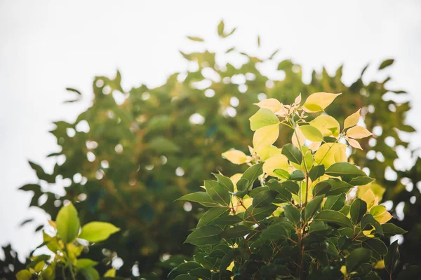 Gröna Blad Mot Blå Himmel — Stockfoto