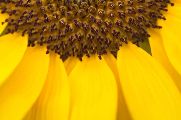 Blüten Der Natur Tagsüber — Stockfoto