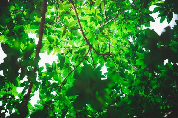 Folhas Verdes Contra Céu Azul — Fotografia de Stock