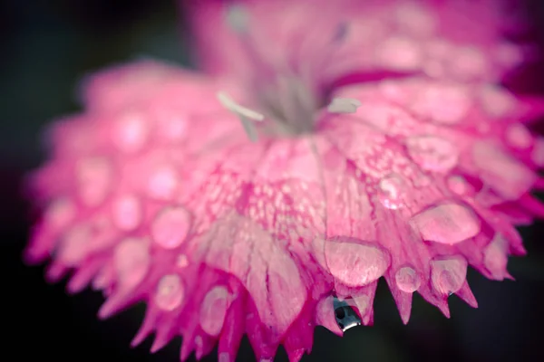 Fleurs Dans Nature Pendant Journée — Photo