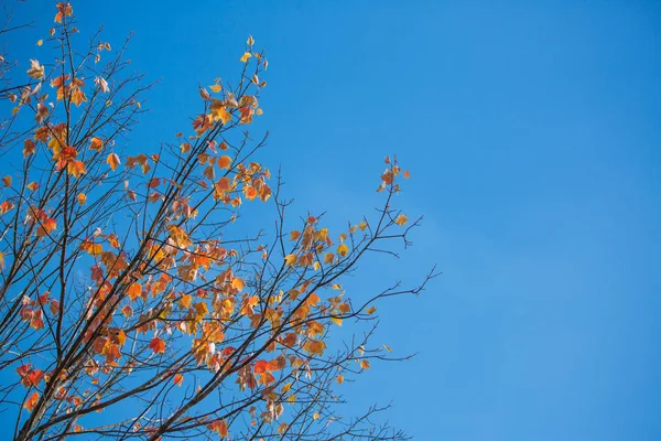 Albero Fiore Durante Giorno Contro Cielo Blu — Foto Stock