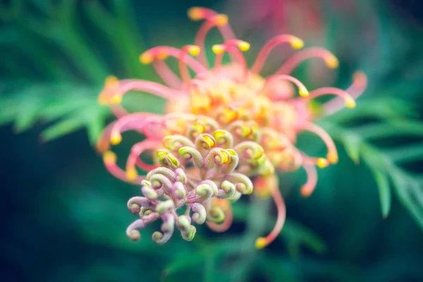 Flores Natureza Durante Dia — Fotografia de Stock