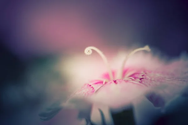 Flores Naturaleza Durante Día — Foto de Stock