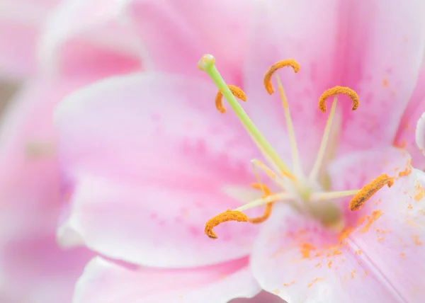 昼間は自然の中の花 — ストック写真