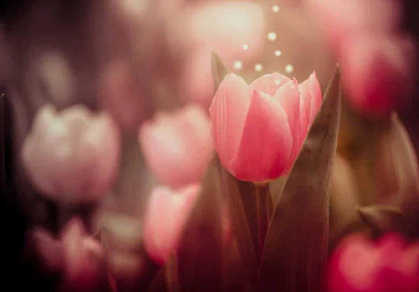 Belles Fleurs Tulipes Sur Fond Flou — Photo