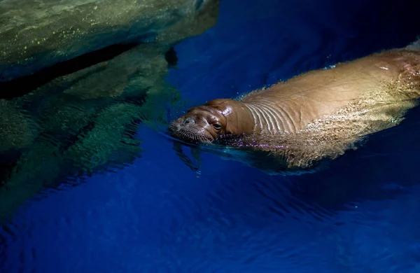 海豹在游泳池游泳 — 图库照片