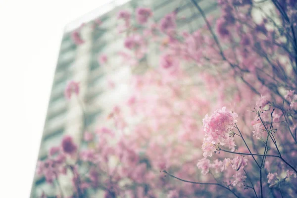 昼間は自然の中の花 — ストック写真