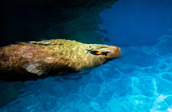 Seal Swimming Pool — Stock Photo, Image