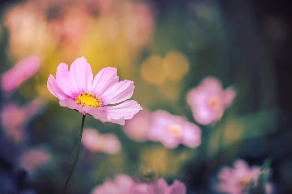 昼間は自然の中の花 — ストック写真