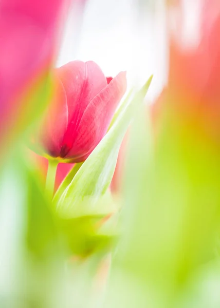 Hermosas Flores Tulipán Sobre Fondo Borroso —  Fotos de Stock