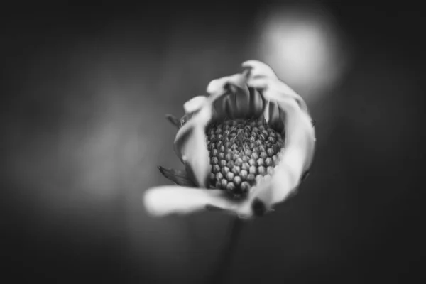 Квіти Природі Вдень Чорно Біле Зображення — стокове фото