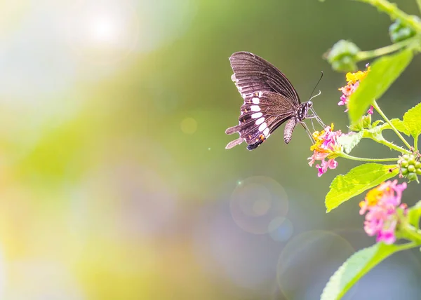 Beautiful Butterfly Outdoors Daytime — Stock Photo, Image
