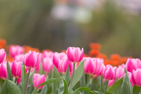 Smukke Tulipan Blomster Sløret Baggrund - Stock-foto