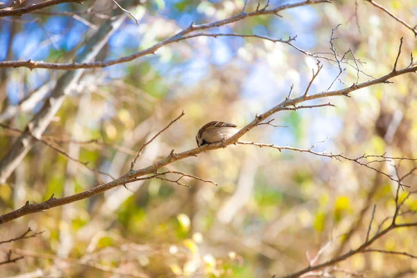 Aves Natureza Durante Dia — Fotografia de Stock