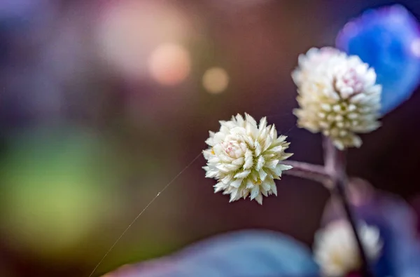 Flores Naturaleza Durante Día —  Fotos de Stock