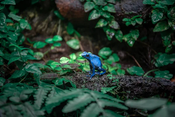 Yellow Banded Poison Dart Frog — Stock Photo, Image